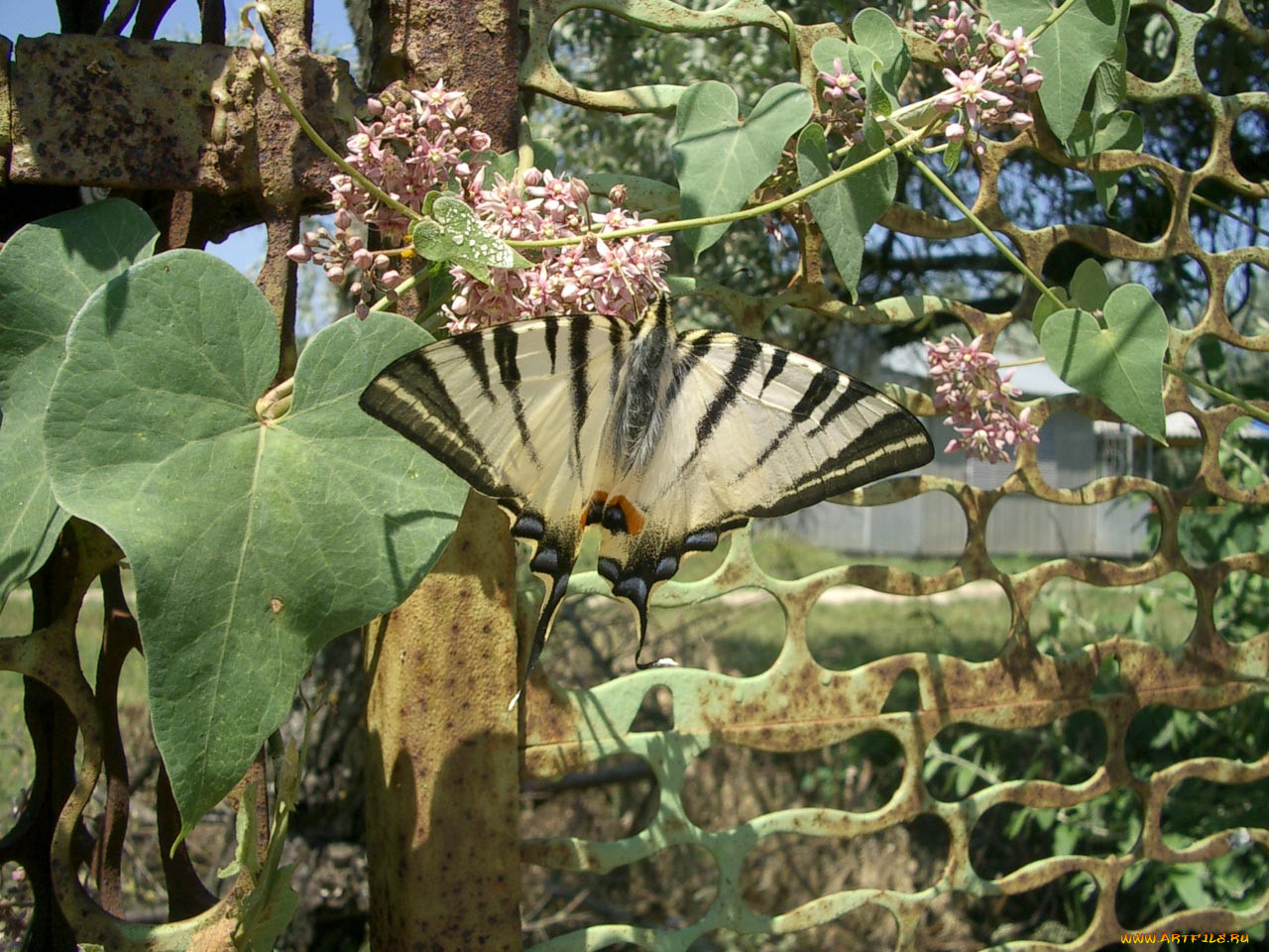 , jphiclides, padalirius, papilio, , 